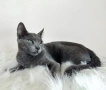 Руски сини котета, снимка 2