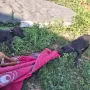 Продават се питбучета!, снимка 11