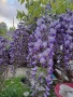 Продавам растения Глиция, снимка 11