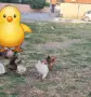 Продавам работещи двойки малай серами, снимка 2