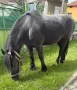 Продавам кобила, снимка 1