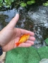 Златни риби принцеси Комети имам различни размери , снимка 10