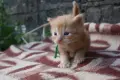 Kотенца смесена порода Мейн Кун – Отворени за резервация! , снимка 8