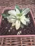 Рядка Вариегатна Хавортия (Haworthia retusa f. variegata) – Колекционерска, снимка 4