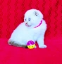Шотландско мъжко Скоттиш Фолд. , снимка 7