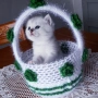 Котенца Момчета Като Борчета, снимка 2