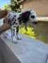 Чистокръвно далматинче , снимка 4