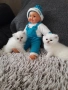 Котенца Сребърна Чинчила.Като Куклички, снимка 4