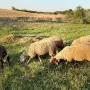 Продавам Овце/Шилета -  цена 200-250 евро, снимка 7