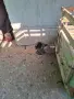 Катунски кокошки, снимка 4