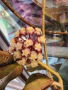 Хоя Khao Leng, снимка 1