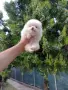 Мини момиченце.Померан. Реални снимки !!!, снимка 2