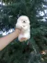 Миниатюрно бяло мини момче. Мини Померан., снимка 7