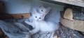 Бели котета с разноцветни очи, снимка 5
