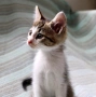 Малко коте търси дом, снимка 2