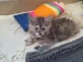 Котенца Мейн Куун , снимка 11