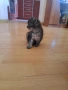 Ангорски котки, снимка 6