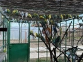 Вълнисти папагали, снимка 2