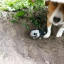 Домашно куче 🐕, снимка 3
