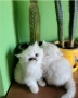 Британски дългокосмести котенца, снимка 1