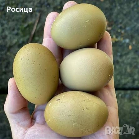 Продавам разплодни яйца от Олив егер