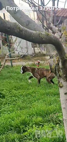 немски боксер , снимка 2 - Боксер - 54131376