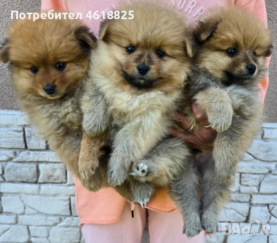 Померански шпицове , снимка 4 - Померан - 54318960