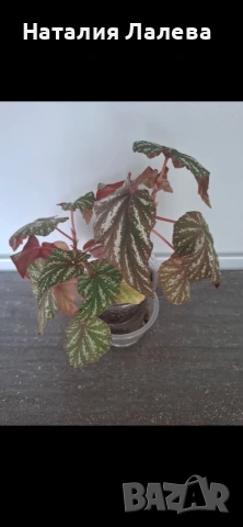 Бегония, Begonia, снимка 3 - Стайни растения - 55099512