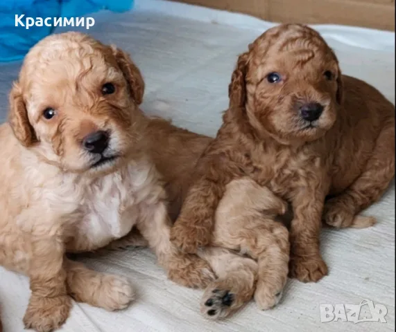 Продавам кученца мини пудел., снимка 2 - Пудели - 55606282