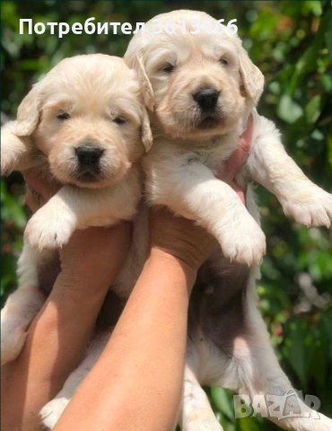 Голдън ретривър чистокръвни, снимка 2 - Голдън ретривър - 54099259