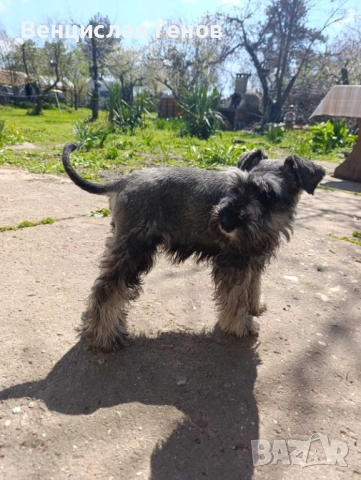 Цверг шнауцер, цвергшнауцер мини шнауцер, снимка 9 - Други - 53054533