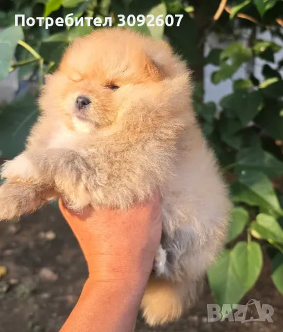 Померанче момче