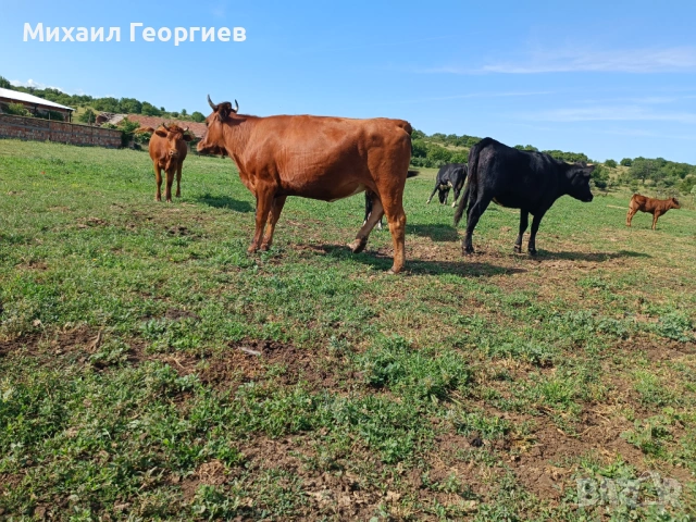 Продават се 