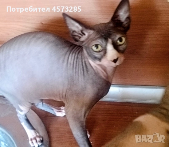 Коте Сфинкс 