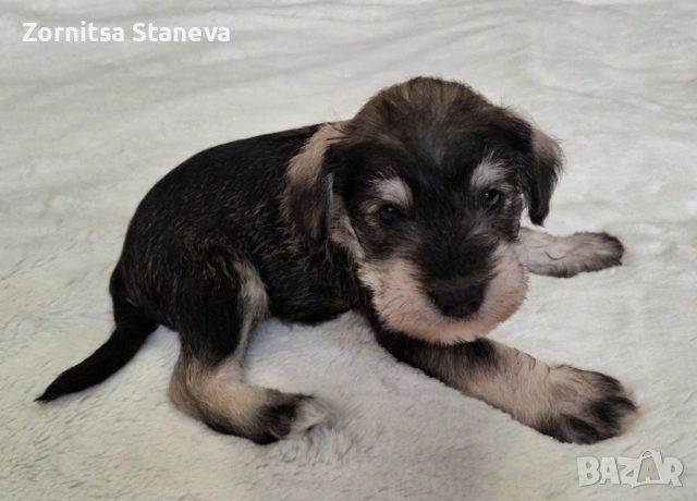 Мини (цверг) шнауцери, снимка 3 - Други - 54016098