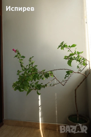 Бугенвилея, Bougainvillea spectabilis, 4-год. фиданка