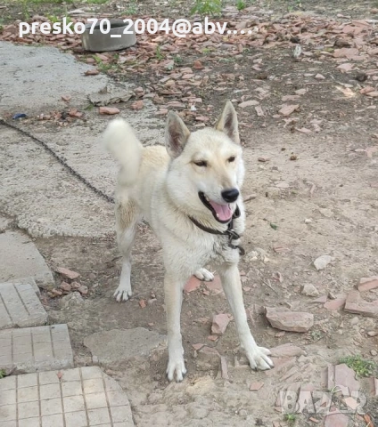 Кученца , снимка 10 - Други - 54746686