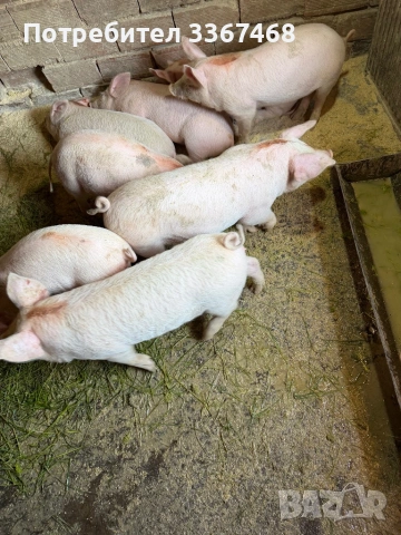 Продавам 7броя малки прасенца 