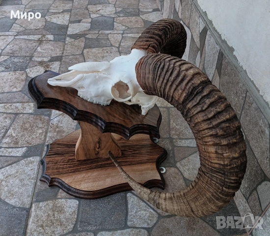 Трофеи от муфлони.Рога., снимка 8 - Други - 54526092