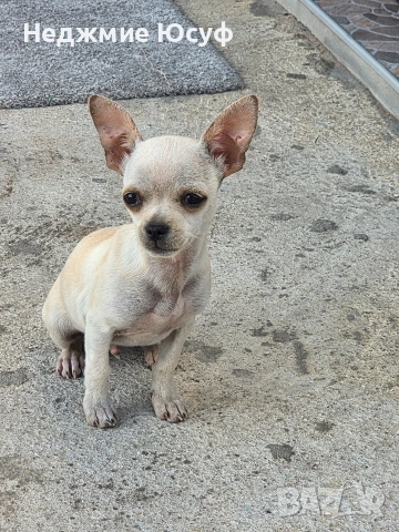 Продавам мъжко чихухуа, снимка 2 - Чихуахуа - 54360118