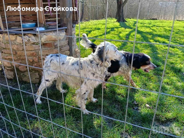 английски сетерчета