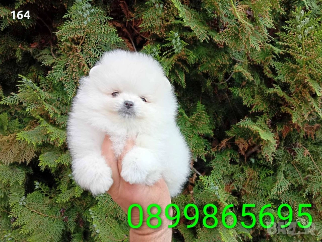 Бели мини Померани. Реални снимки !!! , снимка 5 - Померан - 55159153