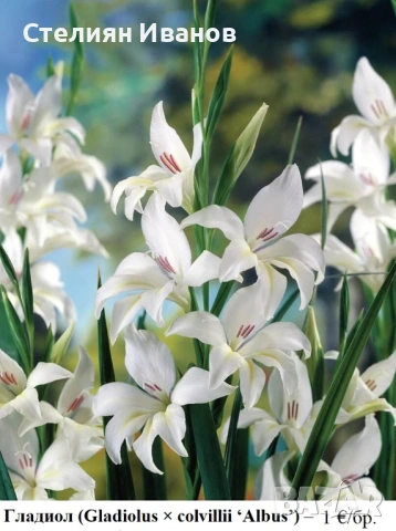 Гладиол (Gladiolus × colvillii ‘Albus’) - грудки