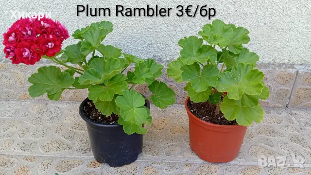 Сортово мушкато Pelargonium Plum Rambler  