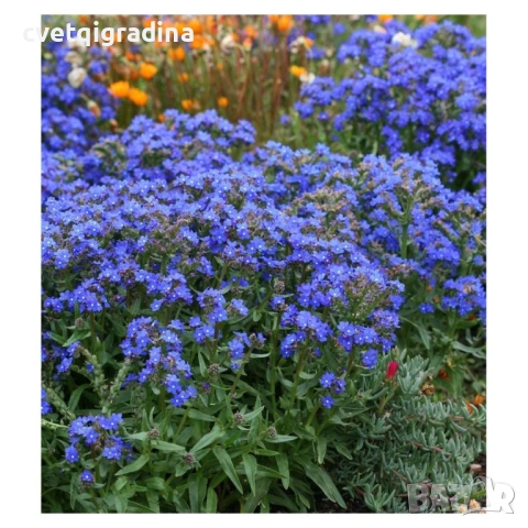 Anchusa ‘Blue Angel’ (Анхуза Син ангел), снимка 3 - Градински цветя и растения - 54395233