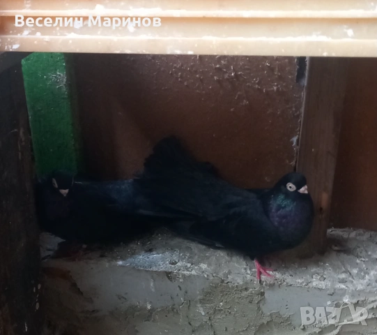   продавам  плевенски гълъби, снимка 11 - Гълъби - 54390862