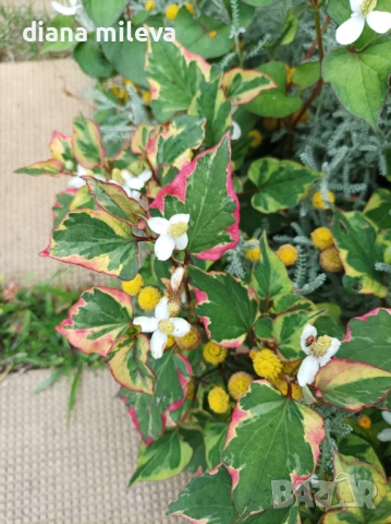 Хутиния, Houttuynia cordata, многогодишна и студоустойчива 