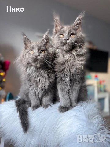 Мейн кун котенца / Мейн куун котенца / Maine coon kittens, снимка 5 - Мейн кун - 50068719