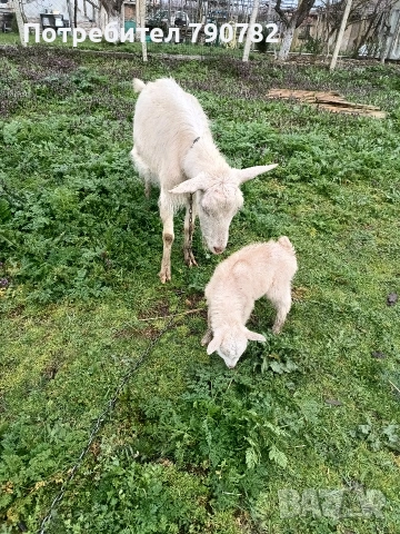 Коза с мъжко яре., снимка 2 - Кози - 53980584