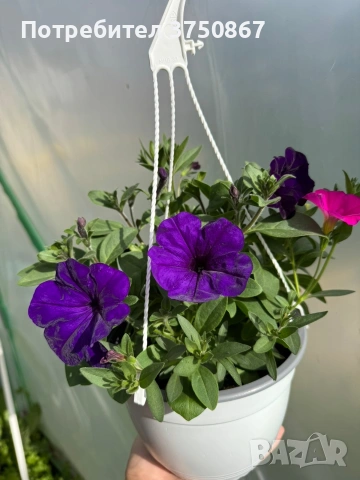 🌸🌿💜 Каскадна Петуния - тройка (The Power Sisters) , снимка 2 - Градински цветя и растения - 54225682